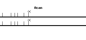 Mouse Acan qPCR primer set (NM_007424)