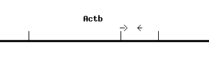 Mouse Actb qPCR primer set (NM_007393)