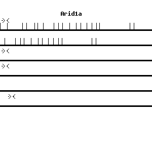 Mouse Arid1a qPCR primer set (NM_001080819)