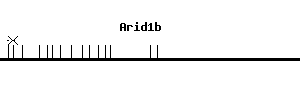 Mouse Arid1b qPCR primer set (NM_001085355)