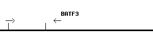 Human BATF3 qPCR primer set (NM_018664)