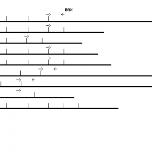 Human BAX qPCR primer set (NM_004324)