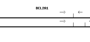Human BCL2A1 qPCR primer set (NM_004049)