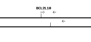Human BCL2L10 qPCR primer set (NM_020396)