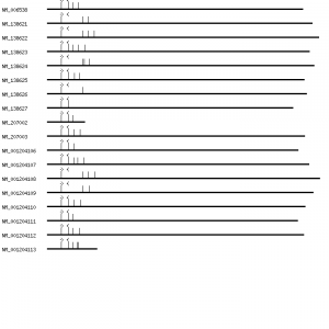 Human BCL2L11 qPCR primer set (NM_006538)