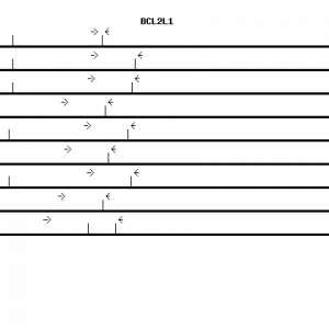 Human BCL2L1 qPCR primer set (NM_001191)