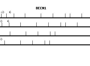 Human BECN1 qPCR primer set (NM_003766)