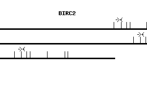 Human BIRC2 qPCR primer set (NM_001166)