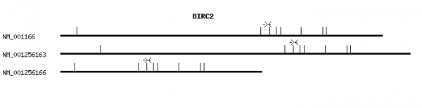 Human BIRC2 qPCR primer set (NM_001166)