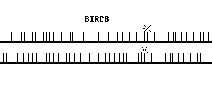 Human BIRC6 qPCR primer set (NM_016252)