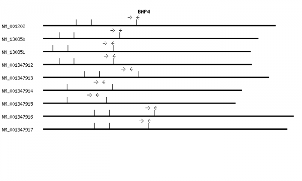 Human BMP4 qPCR primer set (NM_001202)