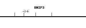 Human BNIP3 qPCR primer set (NM_004052)