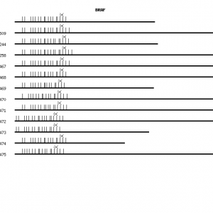 Human BRAF qPCR primer set (NM_004333)