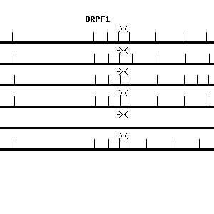 Human BRPF1 qPCR primer set (NM_004634)