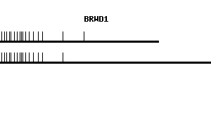 Human BRWD1 qPCR primer set (NM_018963)