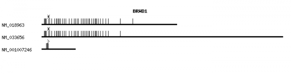 Human BRWD1 qPCR primer set (NM_018963)