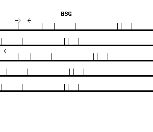 Human BSG qPCR primer set (NM_001728)