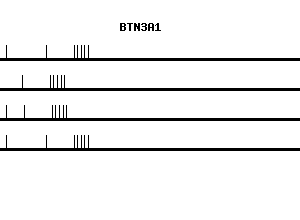 Human BTN3A1 qPCR primer set (NM_007048)
