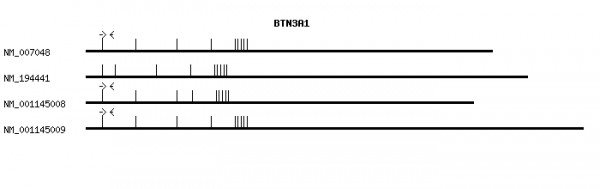 Human BTN3A1 qPCR primer set (NM_007048)
