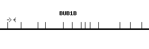Human BUB1B qPCR primer set (NM_001211)