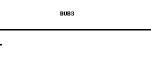 Human BUB3 qPCR primer set (NM_004725)