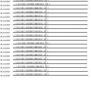 Human CACNA1C qPCR primer set (NM_000719)