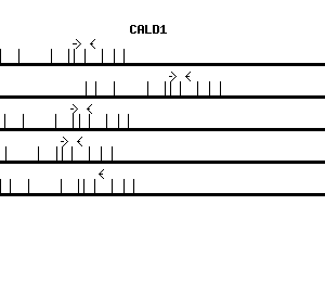 Human CALD1 qPCR primer set (NM_004342)