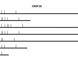 Human CASP10 qPCR primer set (NM_001230)