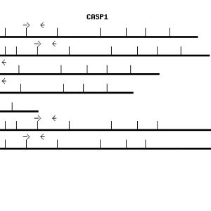 Human CASP1 qPCR primer set (NM_001223)
