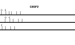 Human CASP2 qPCR primer set (NM_001224)