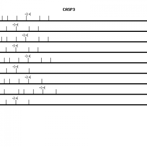 Human CASP3 qPCR primer set (NM_004346)