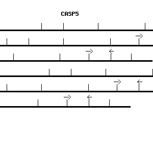 Human CASP5 qPCR primer set (NM_004347)
