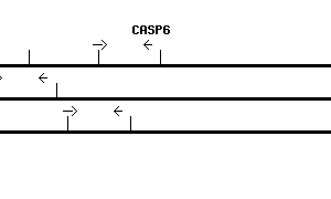 Human CASP6 qPCR primer set (NM_001226)
