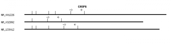 Human CASP6 qPCR primer set (NM_001226)