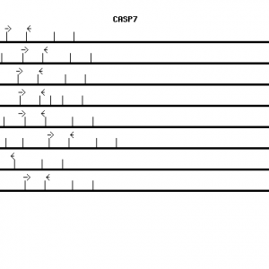 Human CASP7 qPCR primer set (NM_001227)