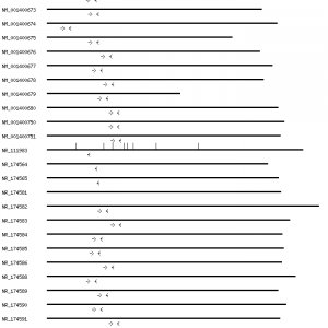 Human CASP8 qPCR primer set (NM_001228)