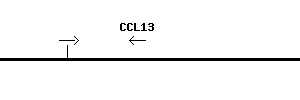 Human CCL13 qPCR primer set (NM_005408)