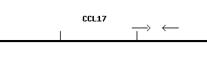 Human CCL17 qPCR primer set (NM_002987)