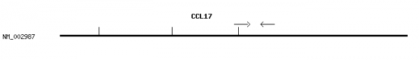 Human CCL17 qPCR primer set (NM_002987)