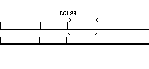 Human CCL20 qPCR primer set (NM_004591)