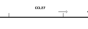 Human CCL27 qPCR primer set (NM_006664)
