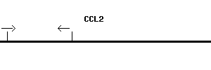 Human CCL2 qPCR primer set (NM_002982)