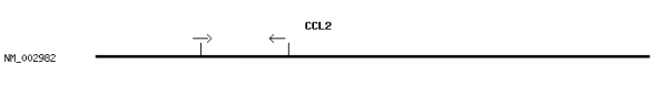 Human CCL2 qPCR primer set (NM_002982)