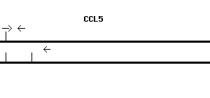 Human CCL5 qPCR primer set (NM_002985)