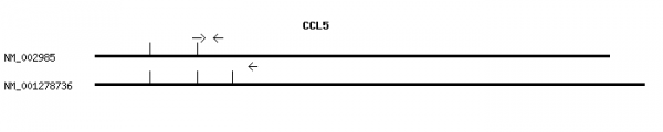 Human CCL5 qPCR primer set (NM_002985)