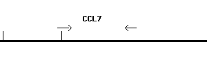 Human CCL7 qPCR primer set (NM_006273)