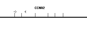 Human CCNA2 qPCR primer set (NM_001237)