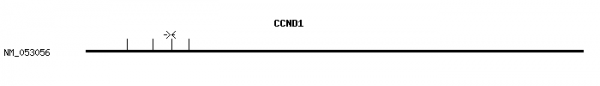 Human CCND1 qPCR primer set (NM_053056)