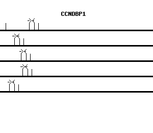 Human CCNDBP1 qPCR primer set (NM_012142)