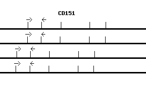 Human CD151 qPCR primer set (NM_004357)